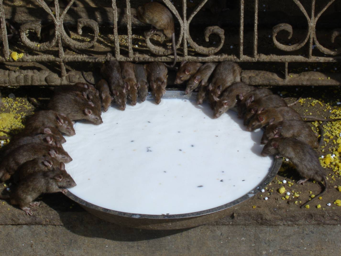 Rat temple in Bikaner